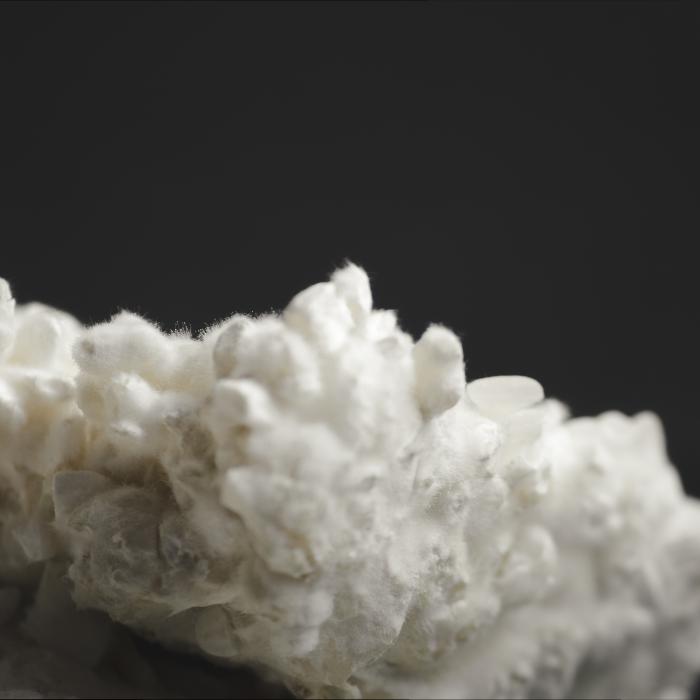 koji hongo para fermento